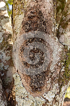 Paper Wasps Old Nest