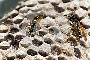Paper wasps , Polistes dominula and nest