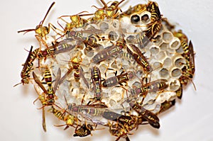 Paper wasps
