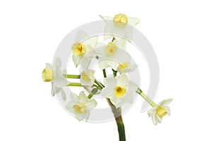 Paper white narcissus flowers