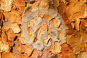 Paperback maple bark close up