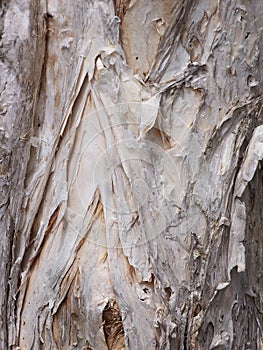 PaperBark