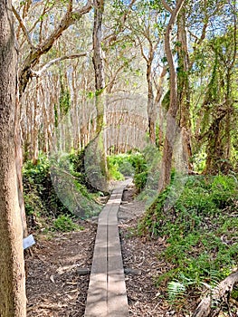 Paperbark Forest Boardwalk Agnes Water Queensland Australia