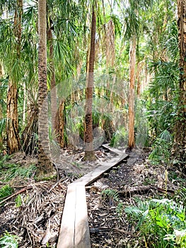 Paperbark Forest Boardwalk Agnes Water Queensland Australia