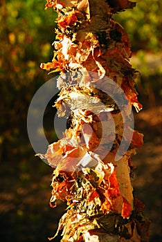 Paperbark maple details