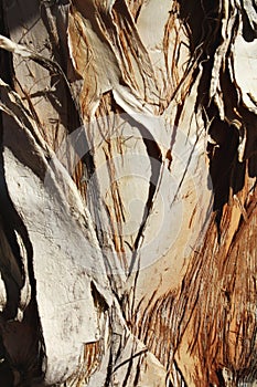 Paperbark Texture