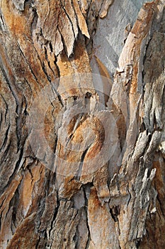 Paperbark Tree