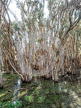 A Paperbark Tree Forest