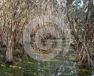 A Paperbark Tree Forest