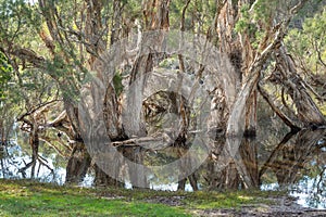 A Paperbark Tree Forest