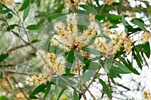 Paperbark tree Melaleuca quinquenervia flowers closeup - Wolf Lake Park, Davie, Florida, USA photo