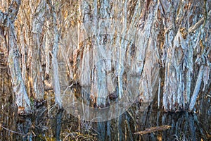 Paperbark Tree Swamp