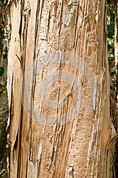 Paperbark tree in the wilderness. Australia.