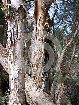 PaperBark Trees