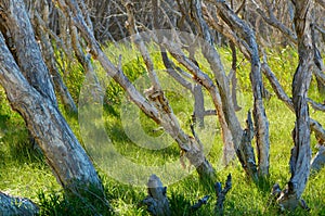 Paperbark Trees