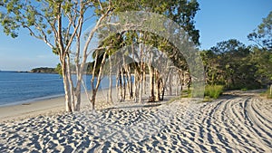 Paperbark trees on Great Keppel Island