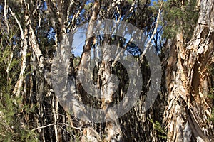 Paperbark Trees with peeling bark thrive in swamps.