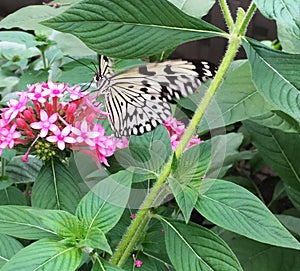 Paperkite butterfly nectaring on a pink flower