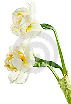 Paperwhite daffodils