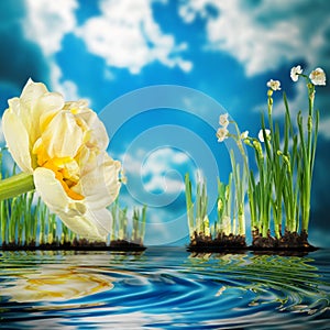 Paperwhite daffodils