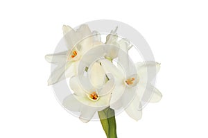 Paperwhite daffodils