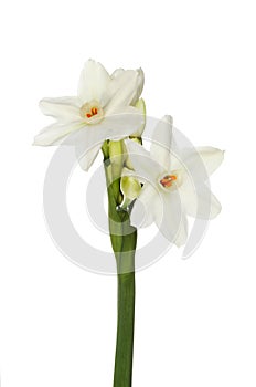 Paperwhite daffodils