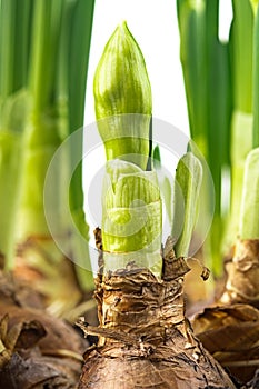 Paperwhite daffodils