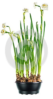 Paperwhite daffodils