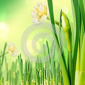 Paperwhite daffodils