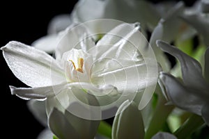 Paperwhite Narcissus