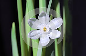 Paperwhite Narcissus Flower