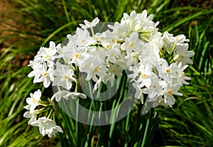 Paperwhite narcissus `Nir`, a fragrant flowering bulbs
