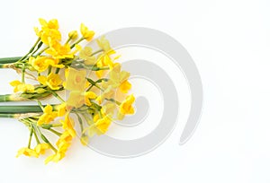 Paperwhite Narcissus Soleil Dor on White Background