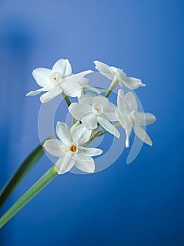 Paperwhites on Blue