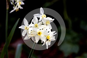 Paperwhites are part of the genus Narcissus which includes plants known as daffodils