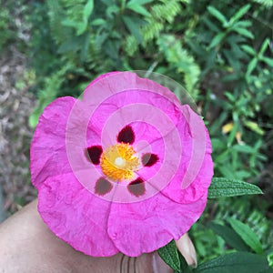 Papel rosa flor 