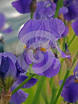 Papery thinned soft petals