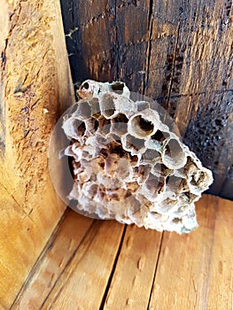 Papel avispa nido conectado sobre el cubierta madera 