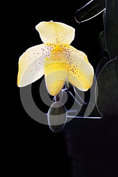 Paph Maudiae lady sl