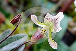 Paphiopedilum