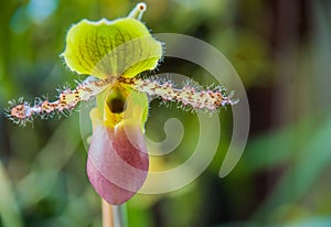 Paphiopedilum