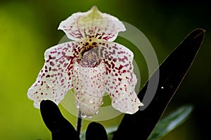 Paphiopedilum bellatulum