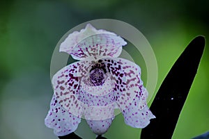 Paphiopedilum bellatulum