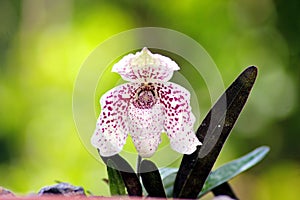 Paphiopedilum bellatulum