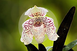 Paphiopedilum bellatulum