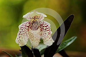 Paphiopedilum bellatulum