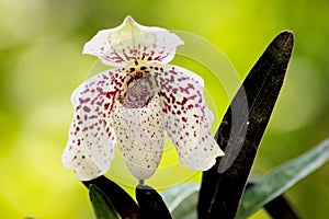 Paphiopedilum bellatulum