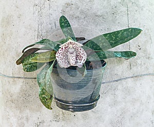 Paphiopedilum bellatulum - lady slipper flower