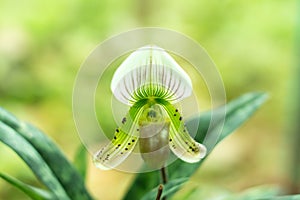 Paphiopedilum callosum photo