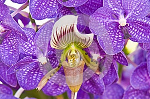 Paphiopedilum callosum orchid close up